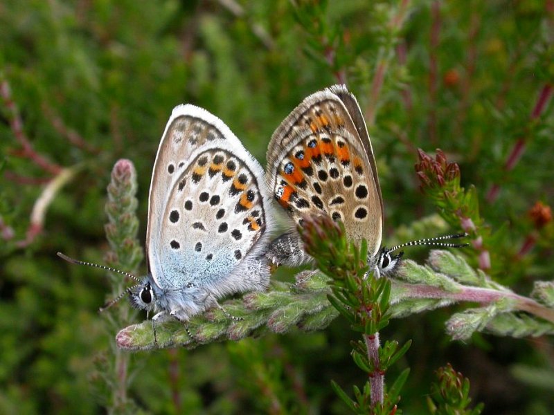 Grazing Iping Common